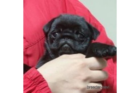 成約済の神奈川県のパグ-352409の1枚目